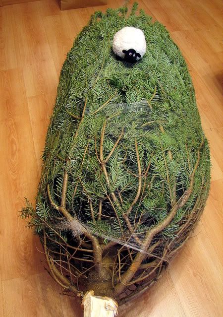 http://i1137.photobucket.com/albums/n505/dangerousebeans/Lucy/Lucy%20with%20fur-tree/13.jpg
