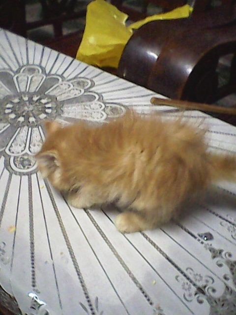 HCM - Bán MÈO ALD 1,5 tháng giá 1tr8 - 5