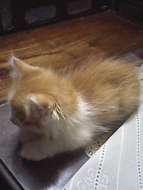 HCM - Bán MÈO ALD 1,5 tháng giá 1tr8 - 6