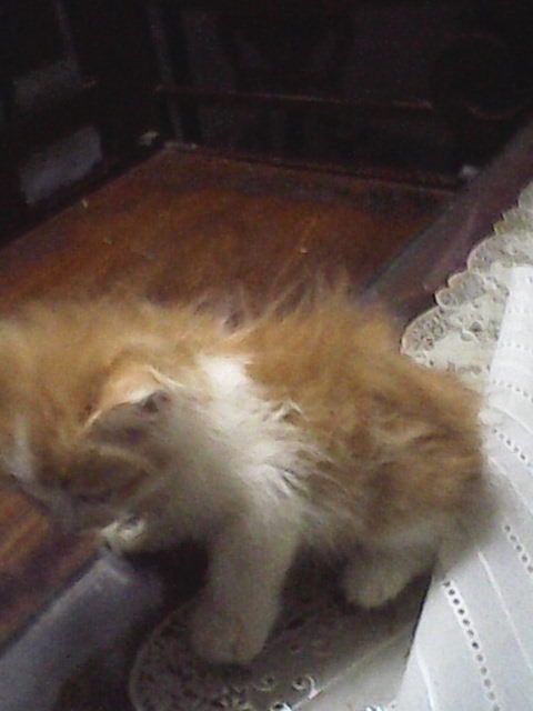 HCM - Bán MÈO ALD 1,5 tháng giá 1tr8 - 7