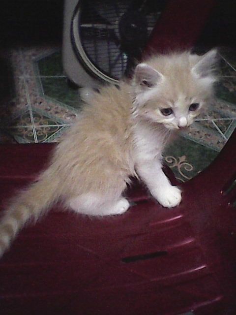 HCM - Bán MÈO ALD 1,5 tháng giá 1tr8 - 8