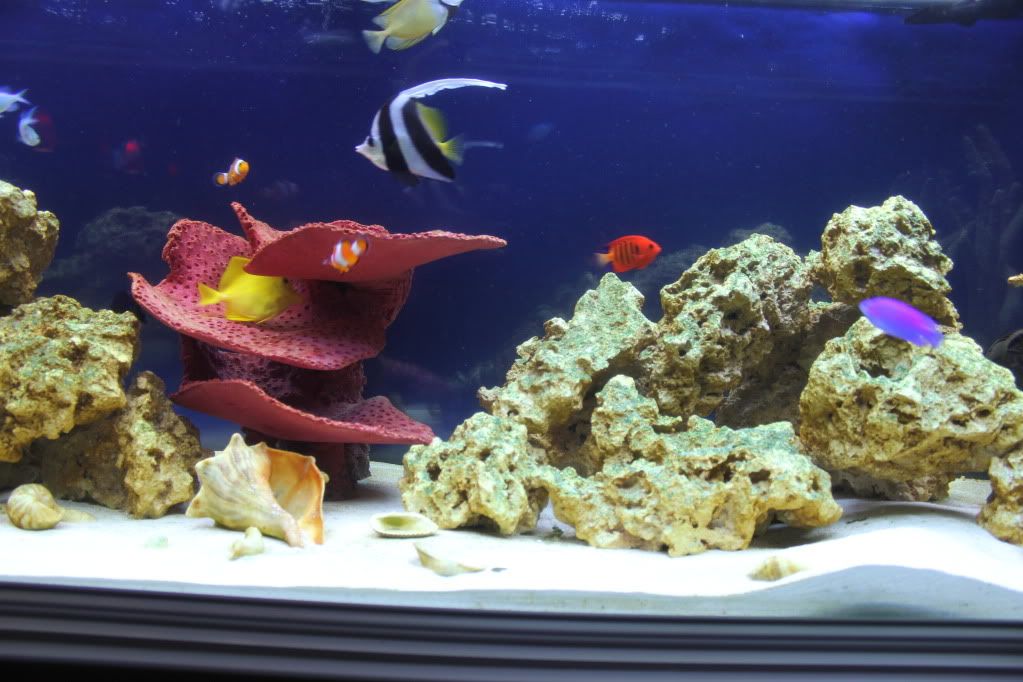 Bannerfish Experience Advice The Reef Tank