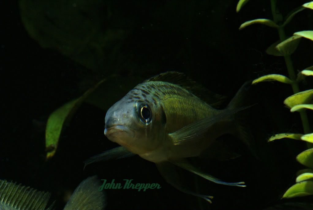 Tanganyika+cichlids+list