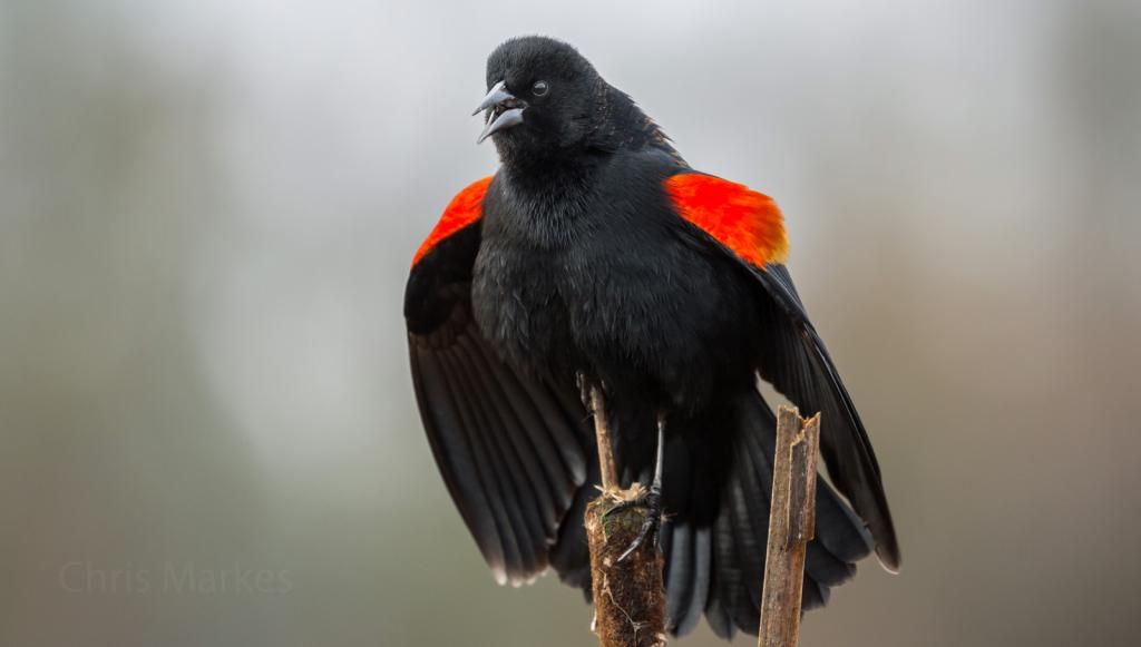 IMAGE: http://i1137.photobucket.com/albums/n515/markesc/New%20Canon%20100%20400%20L%20II/QM6A4077b_zpsxlppnaa7.jpg