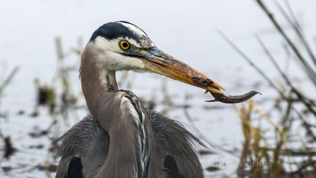 IMAGE: http://i1137.photobucket.com/albums/n515/markesc/New%20Canon%20100%20400%20L%20II/QM6A4307b_zpsqucybdj8.jpg