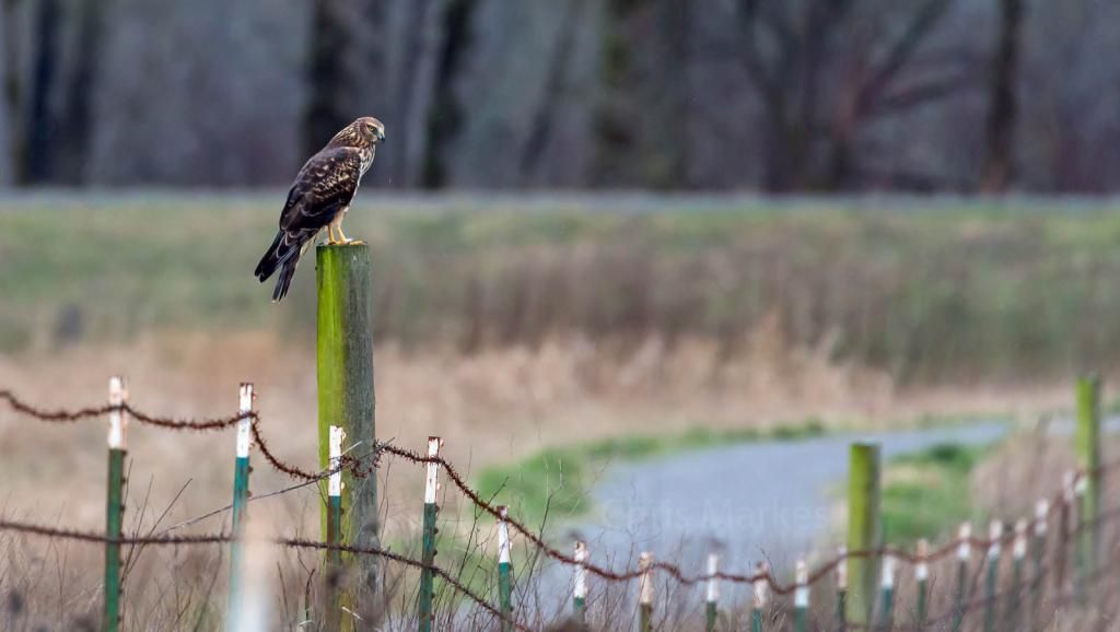 IMAGE: http://i1137.photobucket.com/albums/n515/markesc/New%20Canon%20100%20400%20L%20II/QM6A5062b_zpsscoxxyrw.jpg