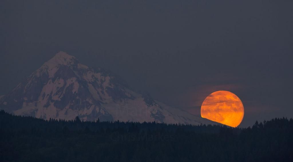 IMAGE: http://i1137.photobucket.com/albums/n515/markesc/Tamron%20150-600/QM6A0662b_zps3943578d.jpg