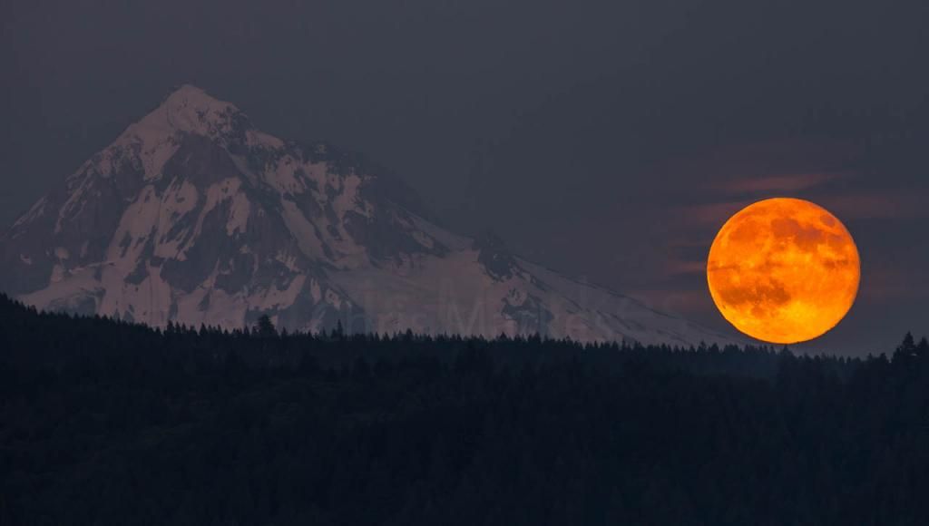 IMAGE: http://i1137.photobucket.com/albums/n515/markesc/Tamron%20150-600/QM6A0663b_zps1d021751.jpg