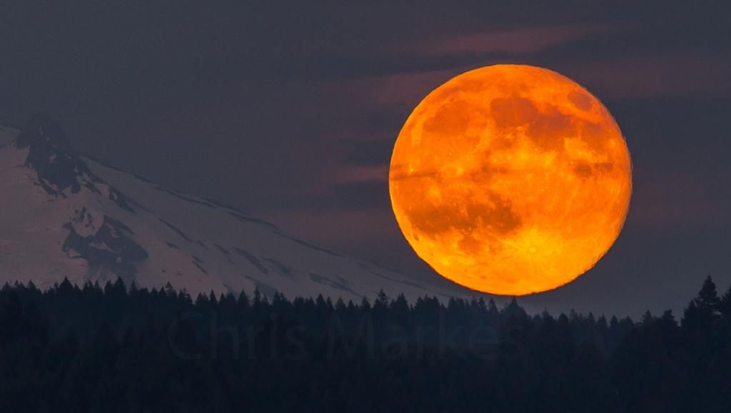 IMAGE: http://i1137.photobucket.com/albums/n515/markesc/Tamron%20150-600/QM6A0663c_zpsd72e7550.jpg