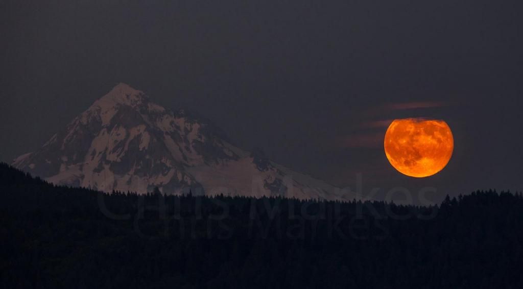 IMAGE: http://i1137.photobucket.com/albums/n515/markesc/Tamron%20150-600/QM6A0671-2c_zps9424e241.jpg