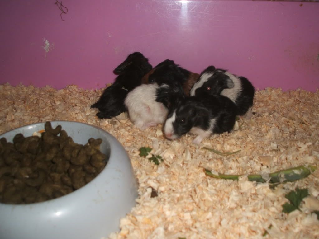 12hrsoldbettysbabies019.jpg