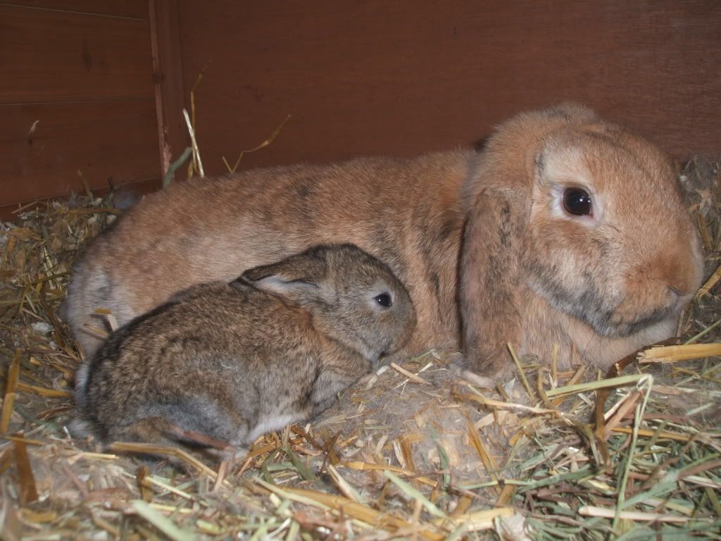 bunniesinnewhutch003.jpg