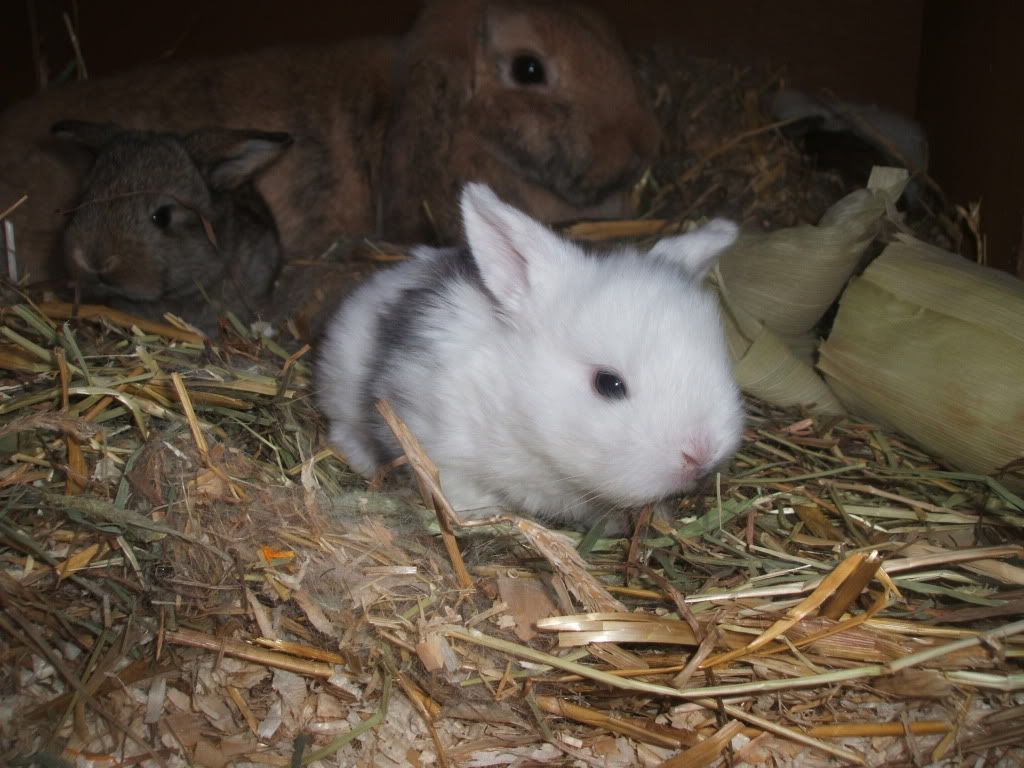bunniesinnewhutch006.jpg
