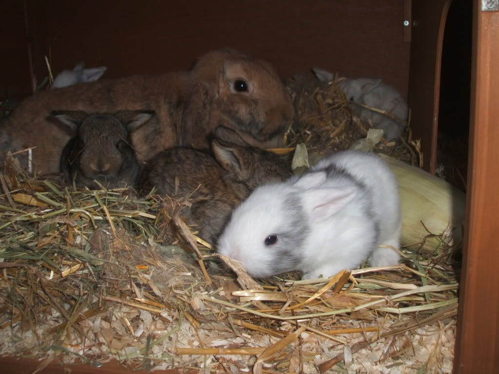 bunniesinnewhutch007.jpg