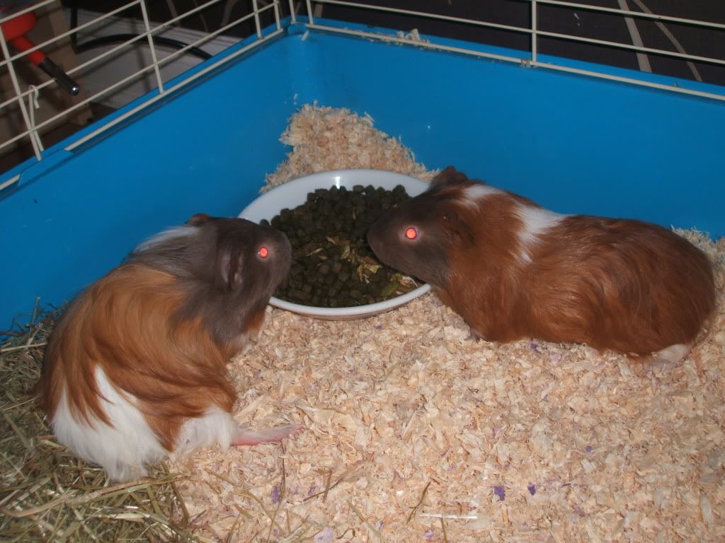 harryandron130811002.jpg