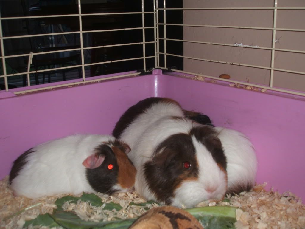 mavismaggieandmatilda004.jpg