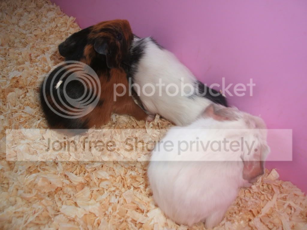 newbabies021111026.jpg