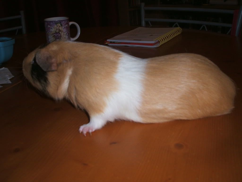 patchthethreeleggedpiggie002.jpg
