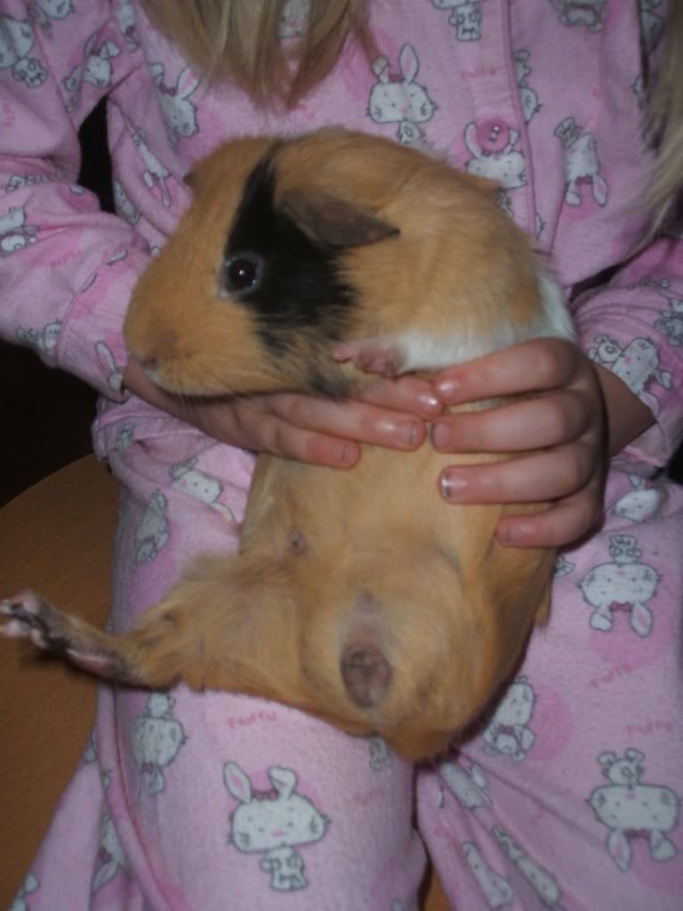 patchthethreeleggedpiggie004.jpg