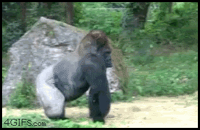 Gorilla_walks_off.gif
